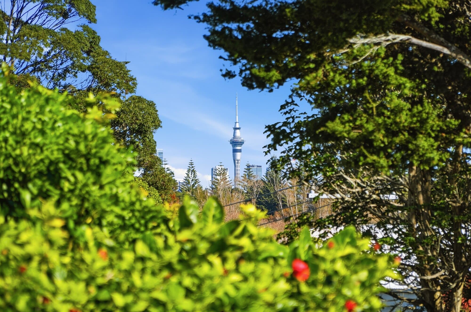 View through tree branches toward the Auckland skyline